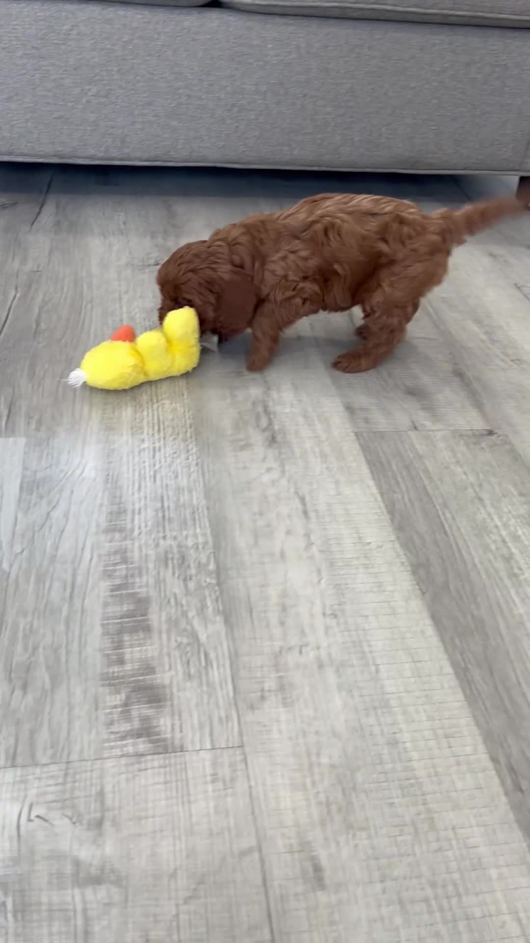 Cavapoo dogs for sale: Darcy  - Video 1