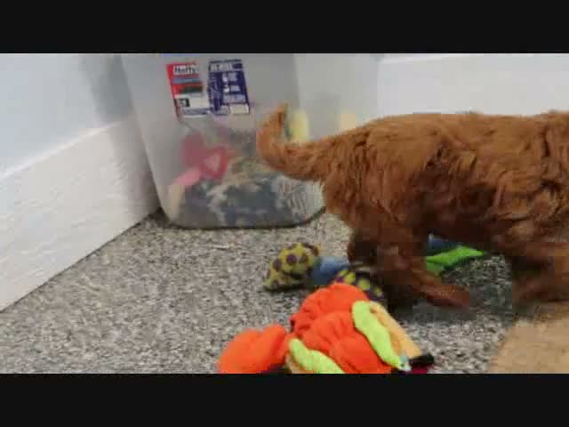 Mini Goldendoodle dogs for sale: Marla - Video 5
