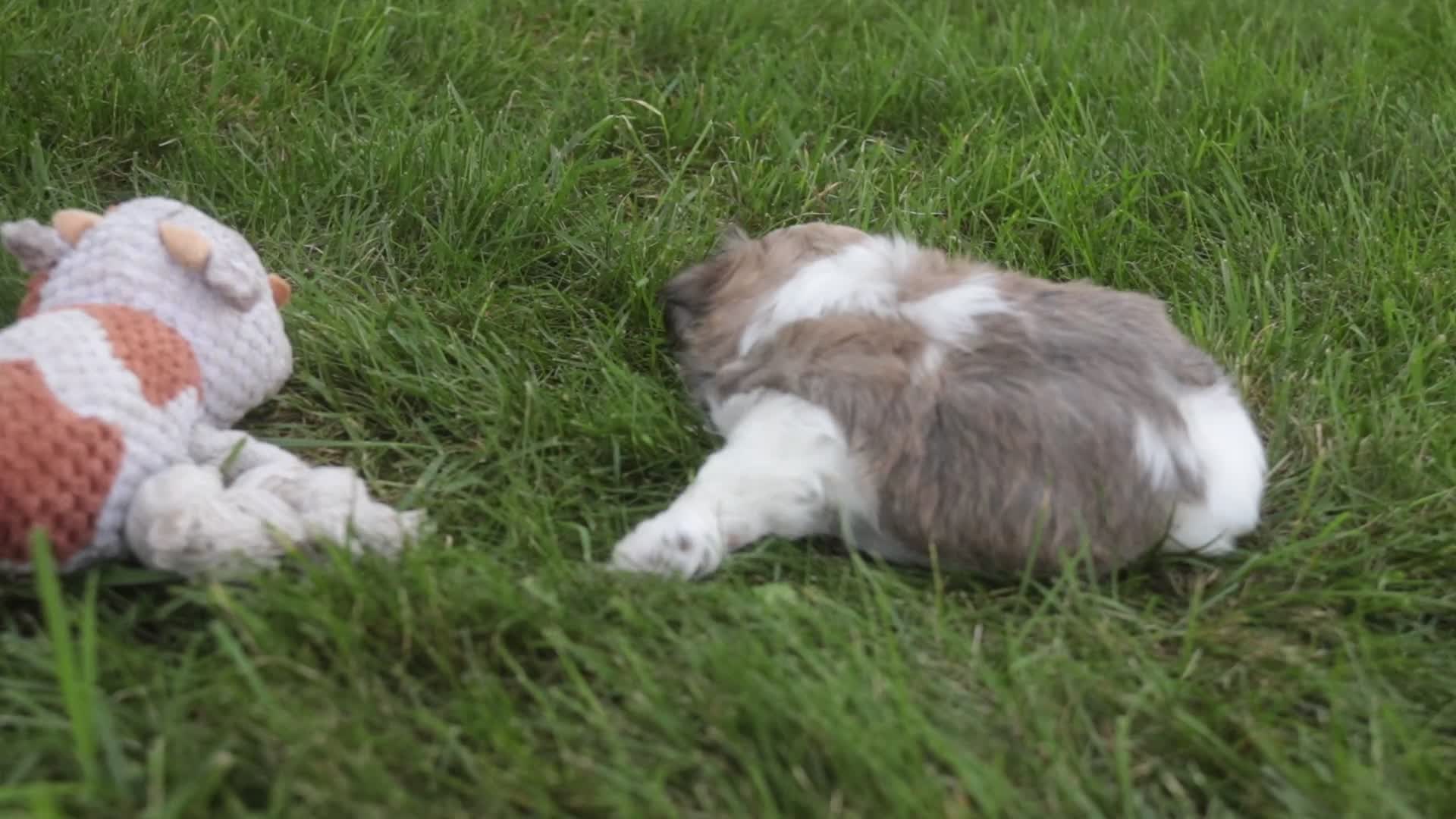 Havanese dogs for sale: Darcy Havanese  - Video 2
