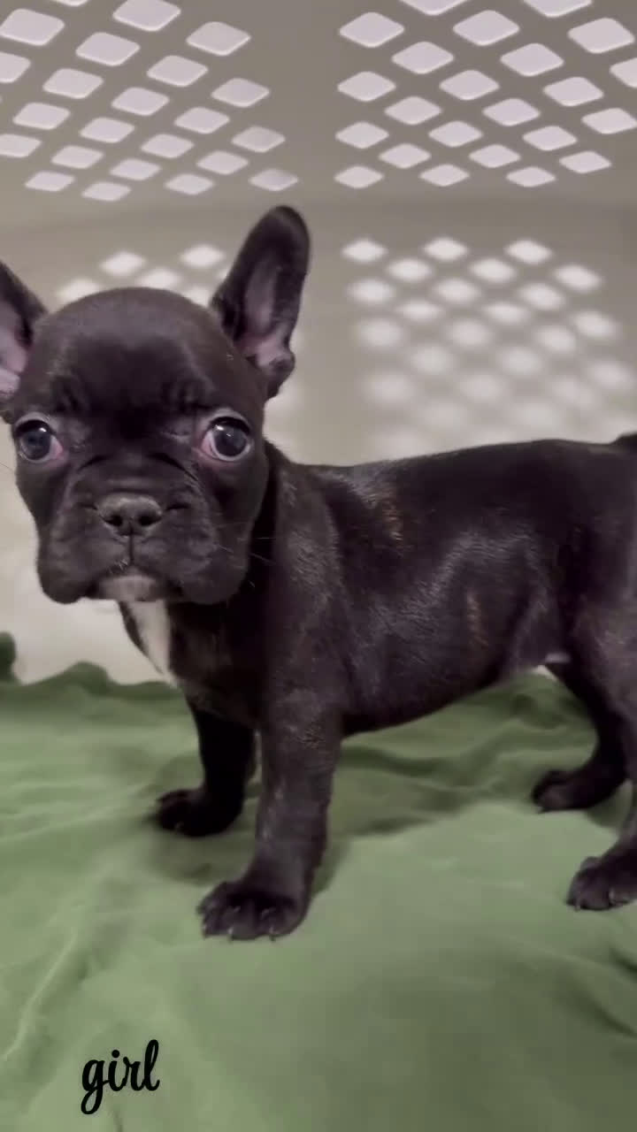 French Bulldog dogs for sale: French Bulldog Puppy 5 - Video 1