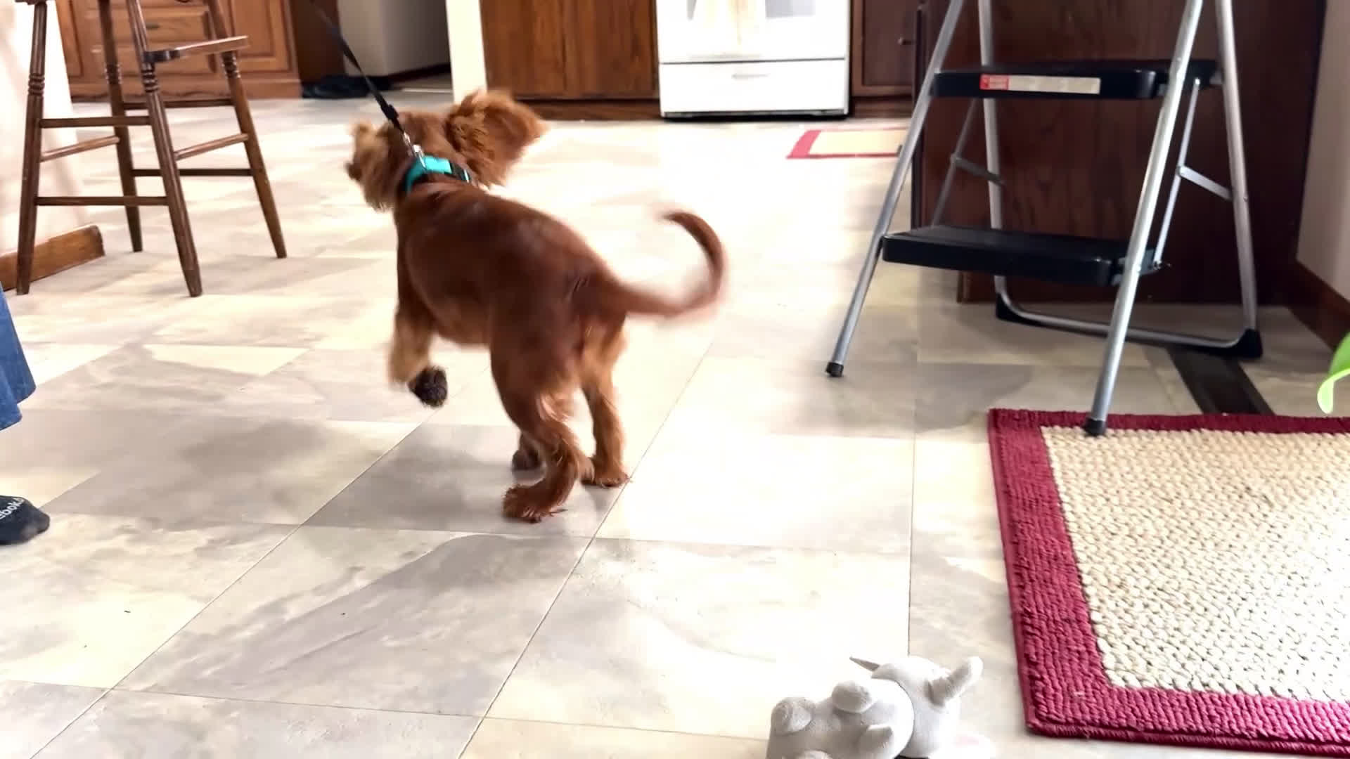 Cavalier King Charles Spaniel dogs for sale: Gingersnap - Video 1