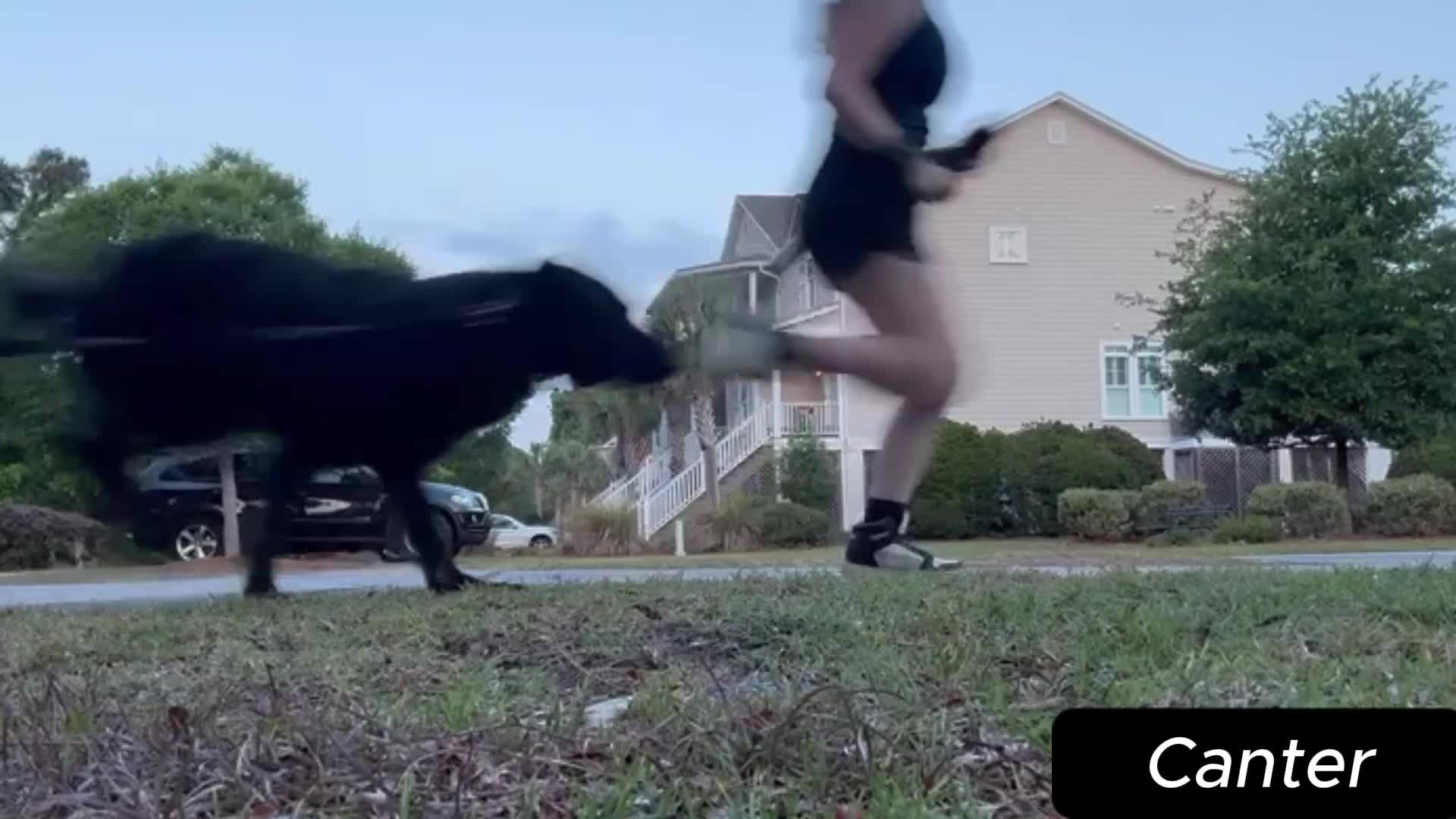 German Shepherd dogs for stud: Riot Cooper Torchia - Video 2