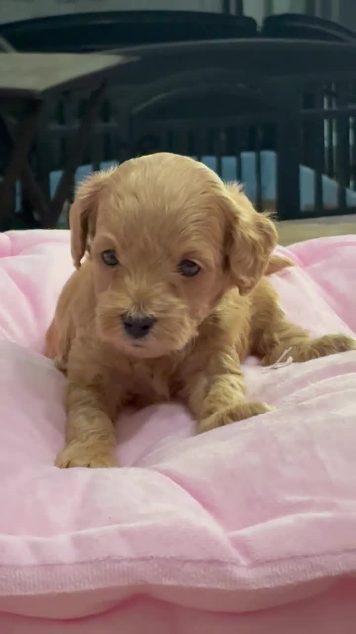 Shihpoo dogs for sale: Shihpoo Puppy 1 Blue  - Video 1