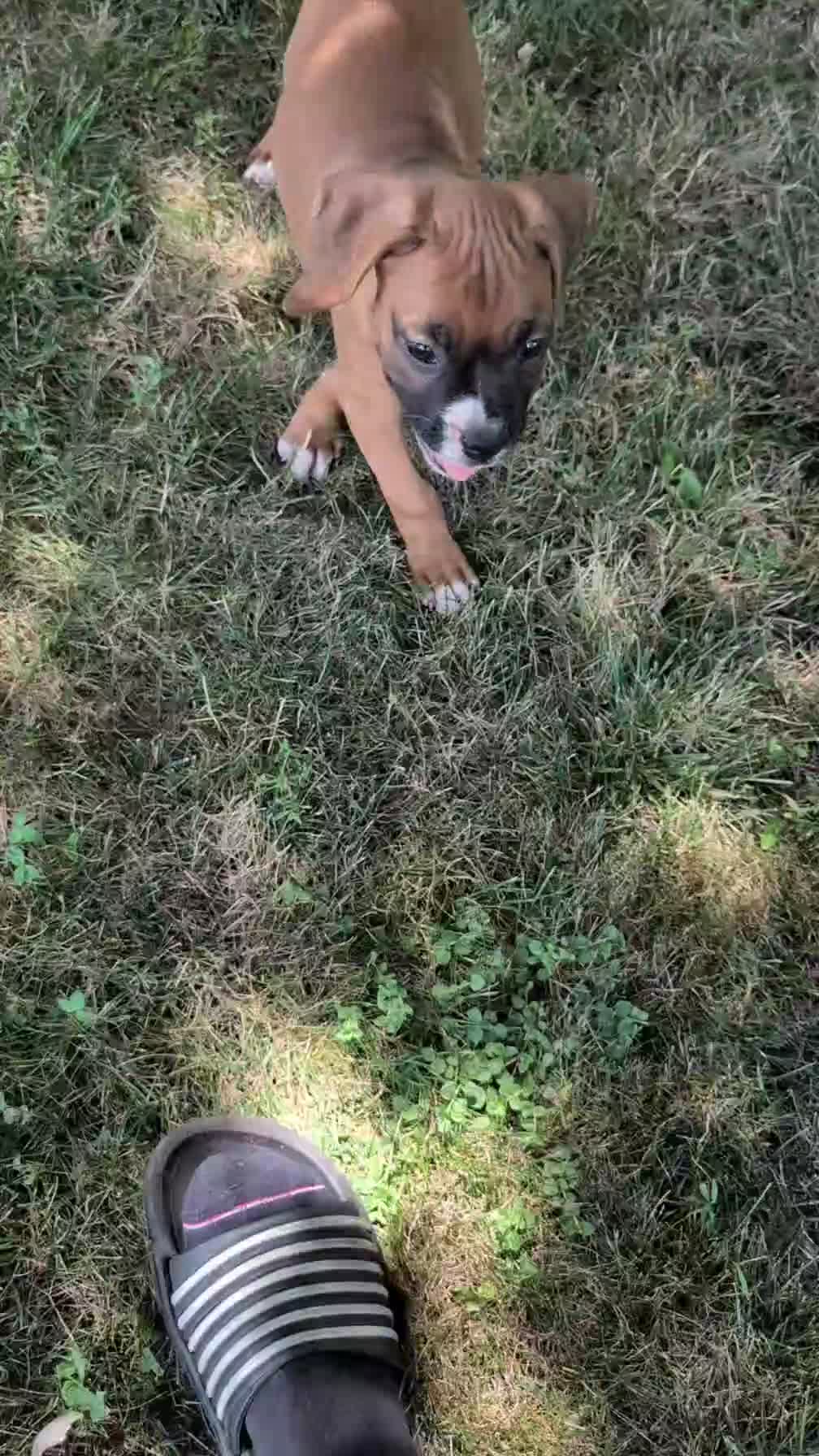 Boxer dogs for sale: Kona - Video 1
