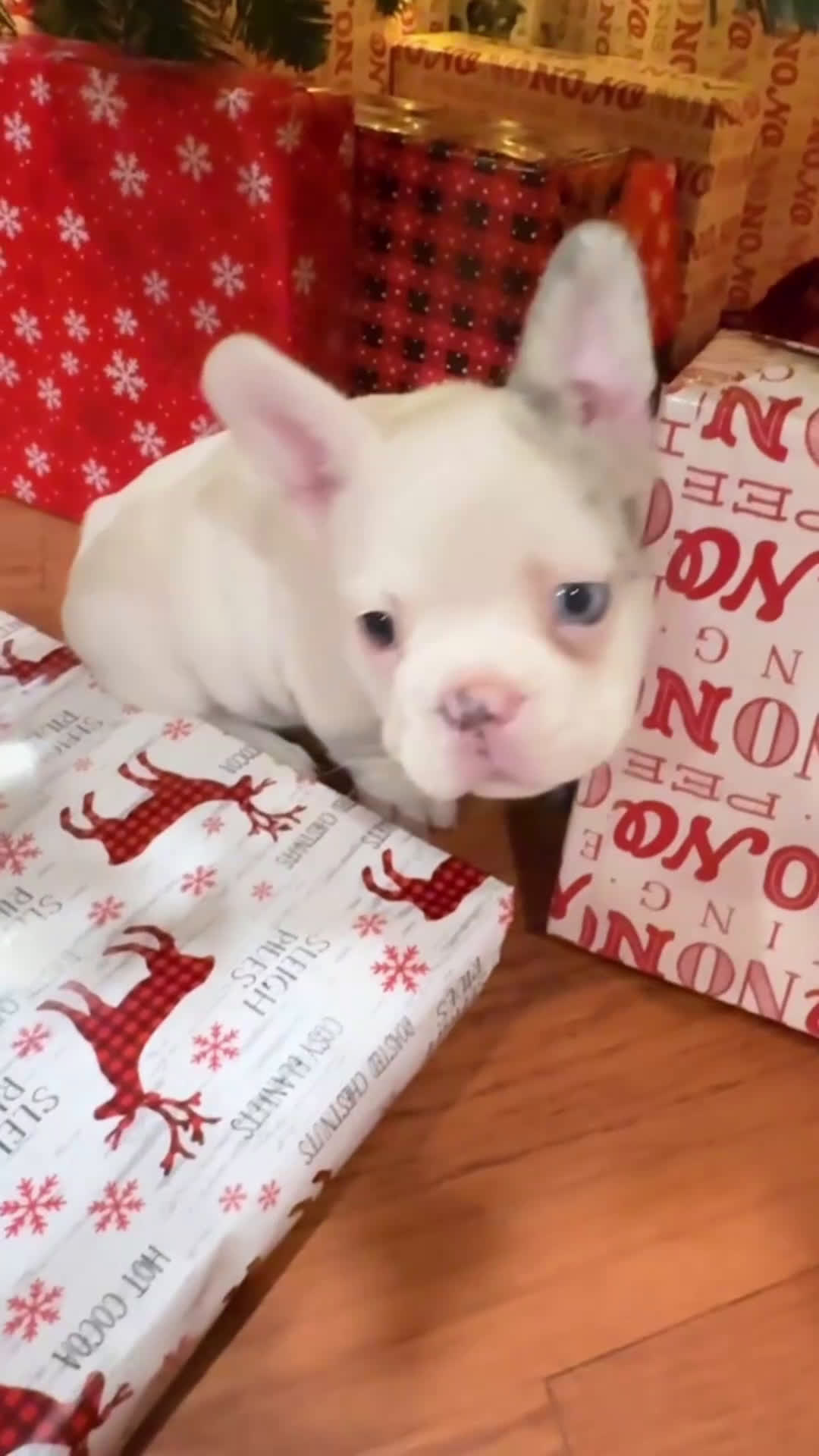 French Bulldog dogs for sale: pink - Video 1