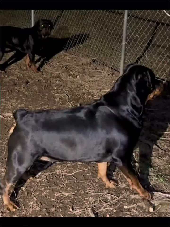 Rottweiler dogs for sale: Rottweiler 2 - Video 5