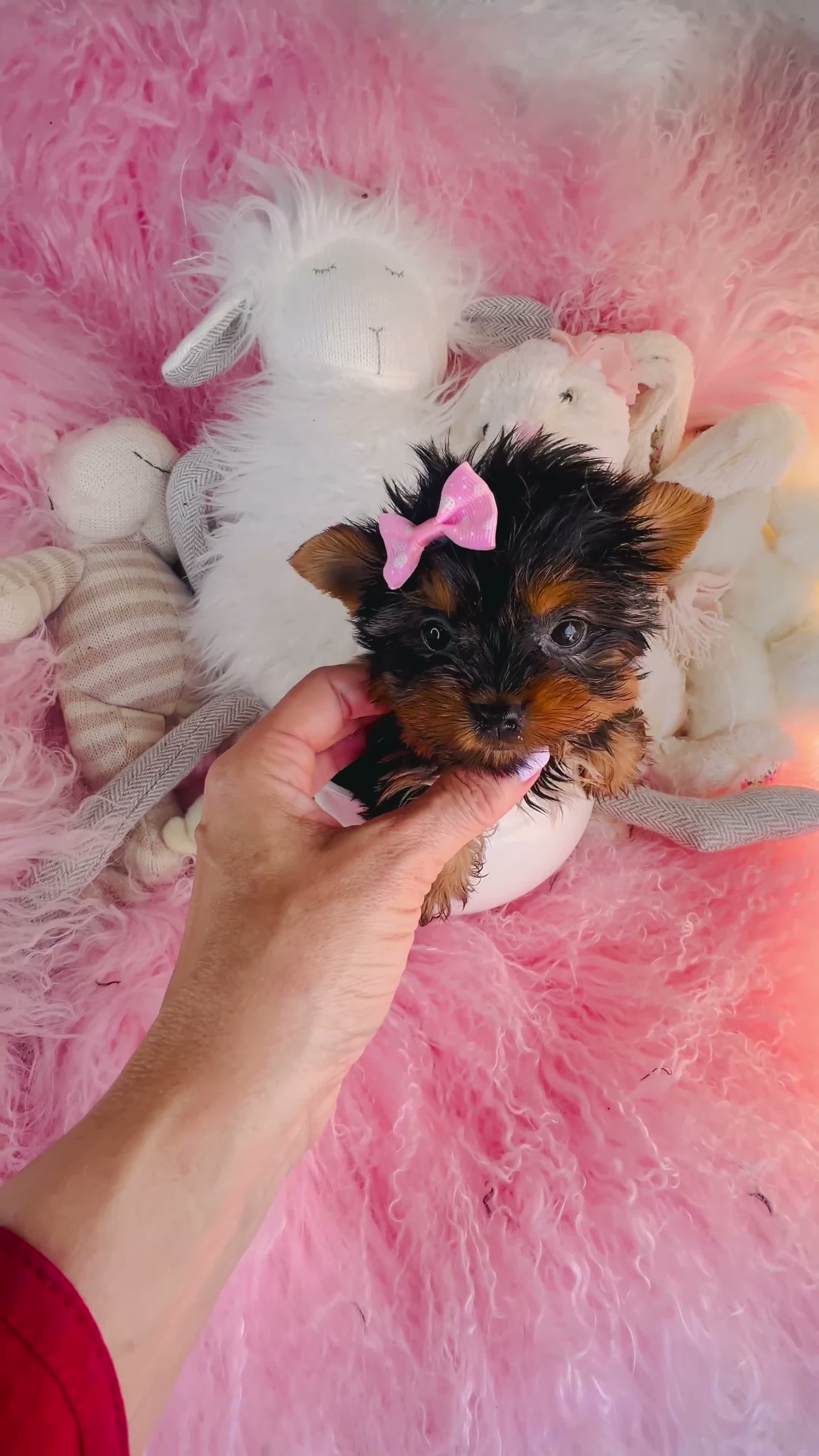 Yorkshire Terrier dogs for sale: Teacup Yorkshire Terrier 1 - Video 1