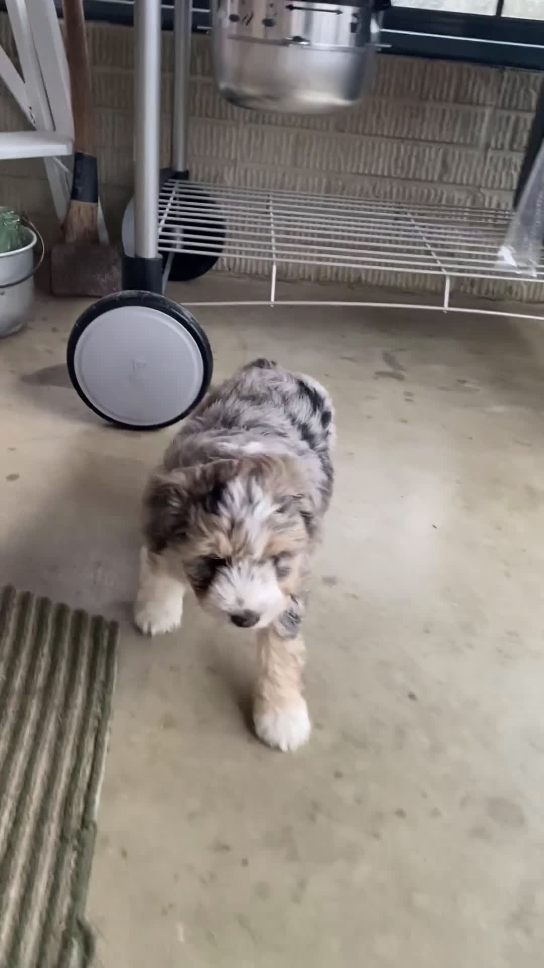 Aussiedoodle dogs for sale: Bella - Video 2