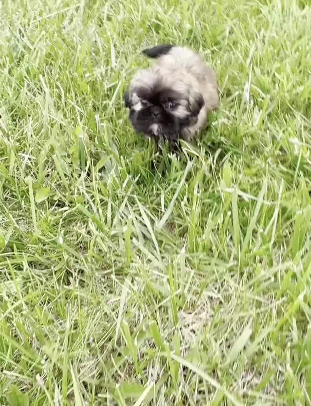 Shih Tzu dogs for sale: Alamo AKC - Video 1