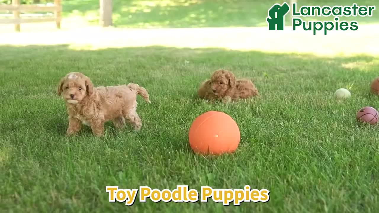 Toy Poodle dogs for sale: Paddington - Video 1