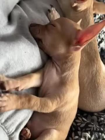 Mixed Breed dogs for sale: Mixed Breed Puppy 1 - Video 1