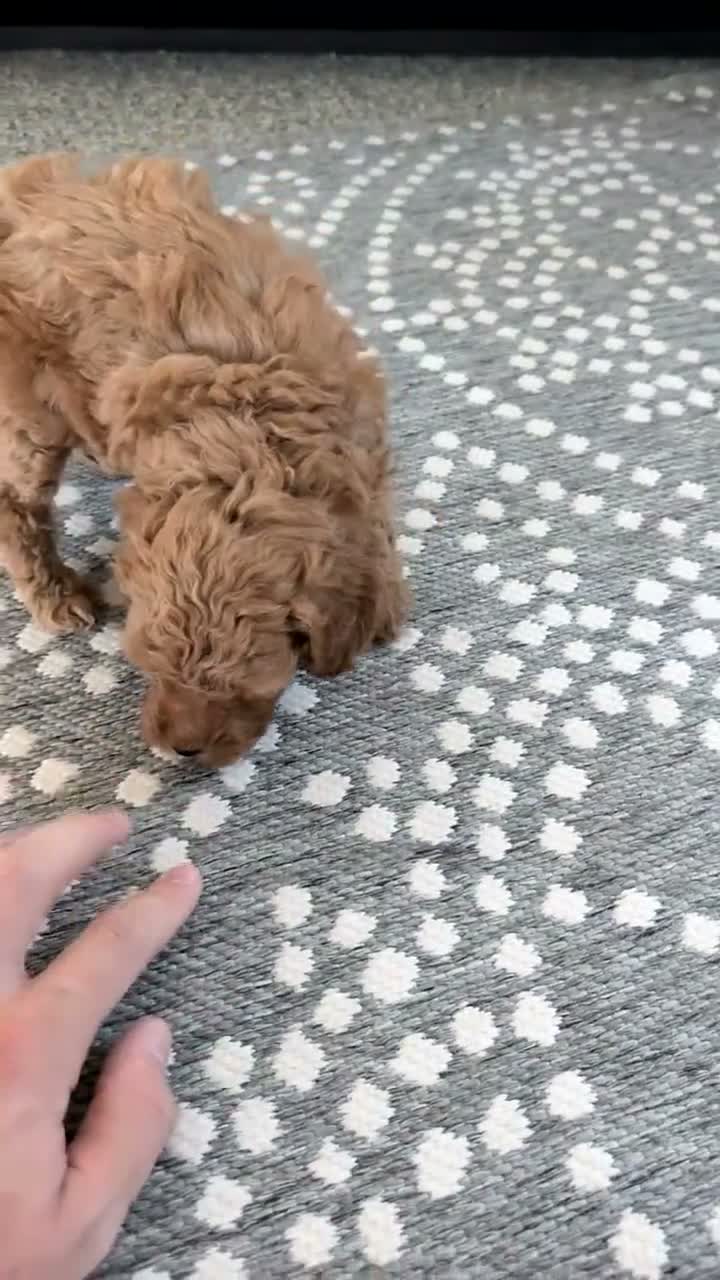 Toy Poodle dogs for sale: Wanda - Video 1