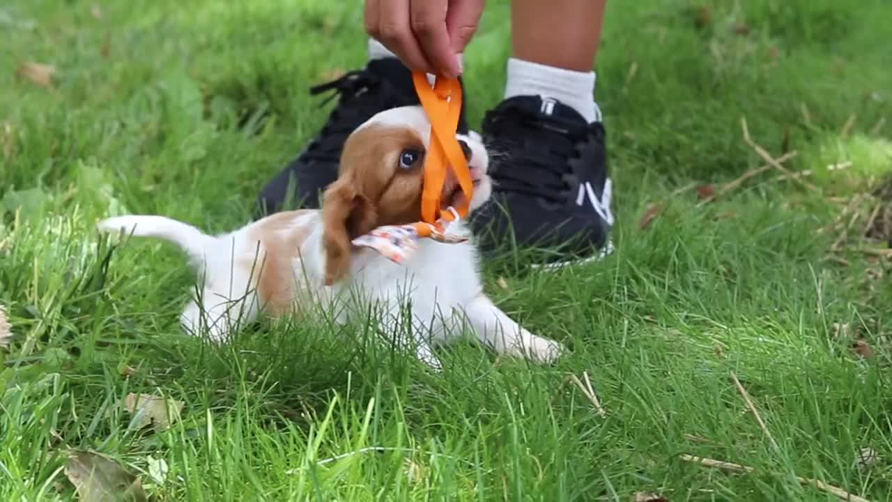 Cavalier King Charles Spaniel dogs for sale: Banks - Video 1