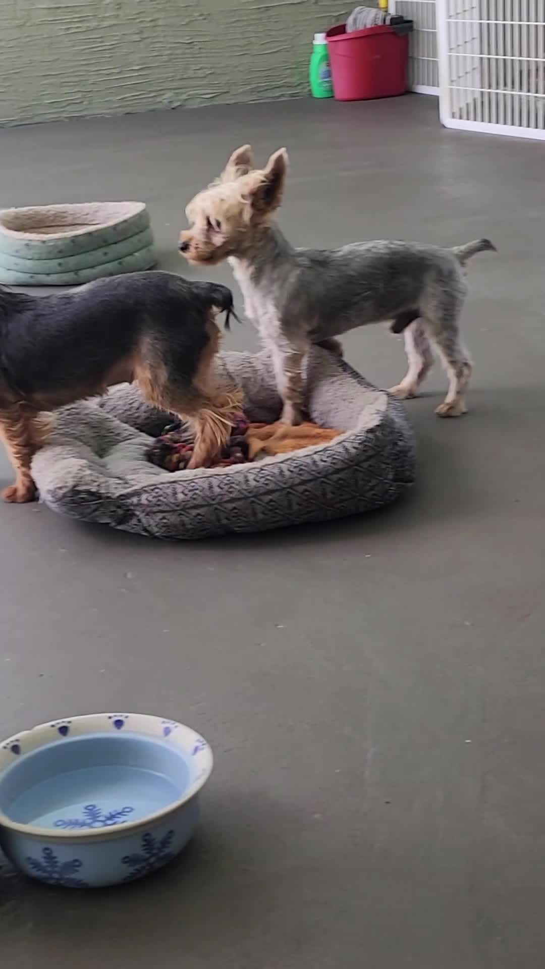 Yorkshire Terrier dogs for sale: Yorkshire Terrier Puppy 1 - Video 3