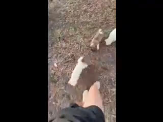 Akita dogs for sale: White Male - Video 1