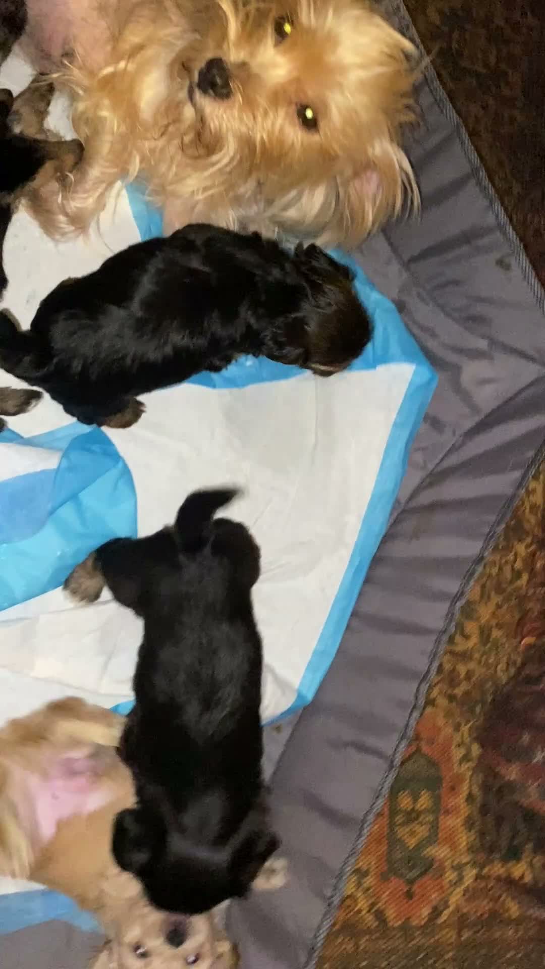 Shorkie dogs for sale: Sniper  - Video 1
