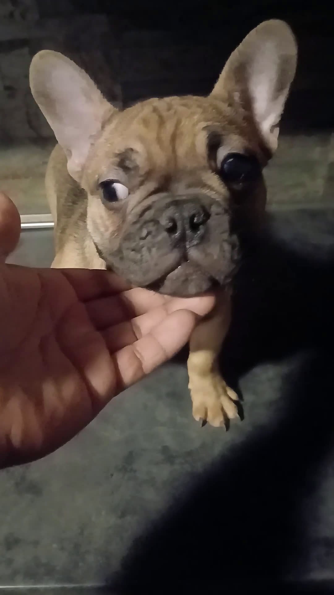 French Bulldog dogs for sale: French Bulldog Puppy 1 - Video 2