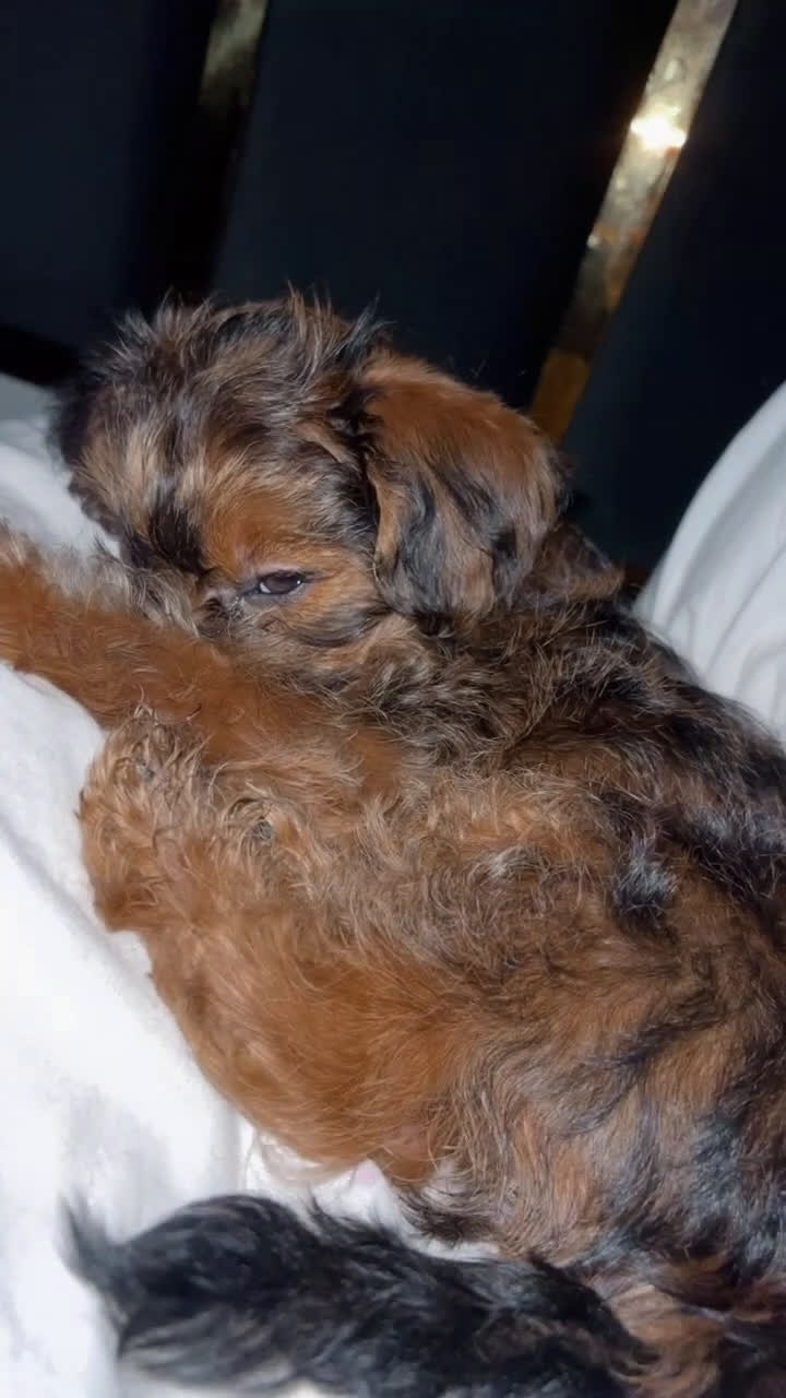 Yorkiepoo dogs for sale: Yorkiepoo Puppy 2 - Video 7