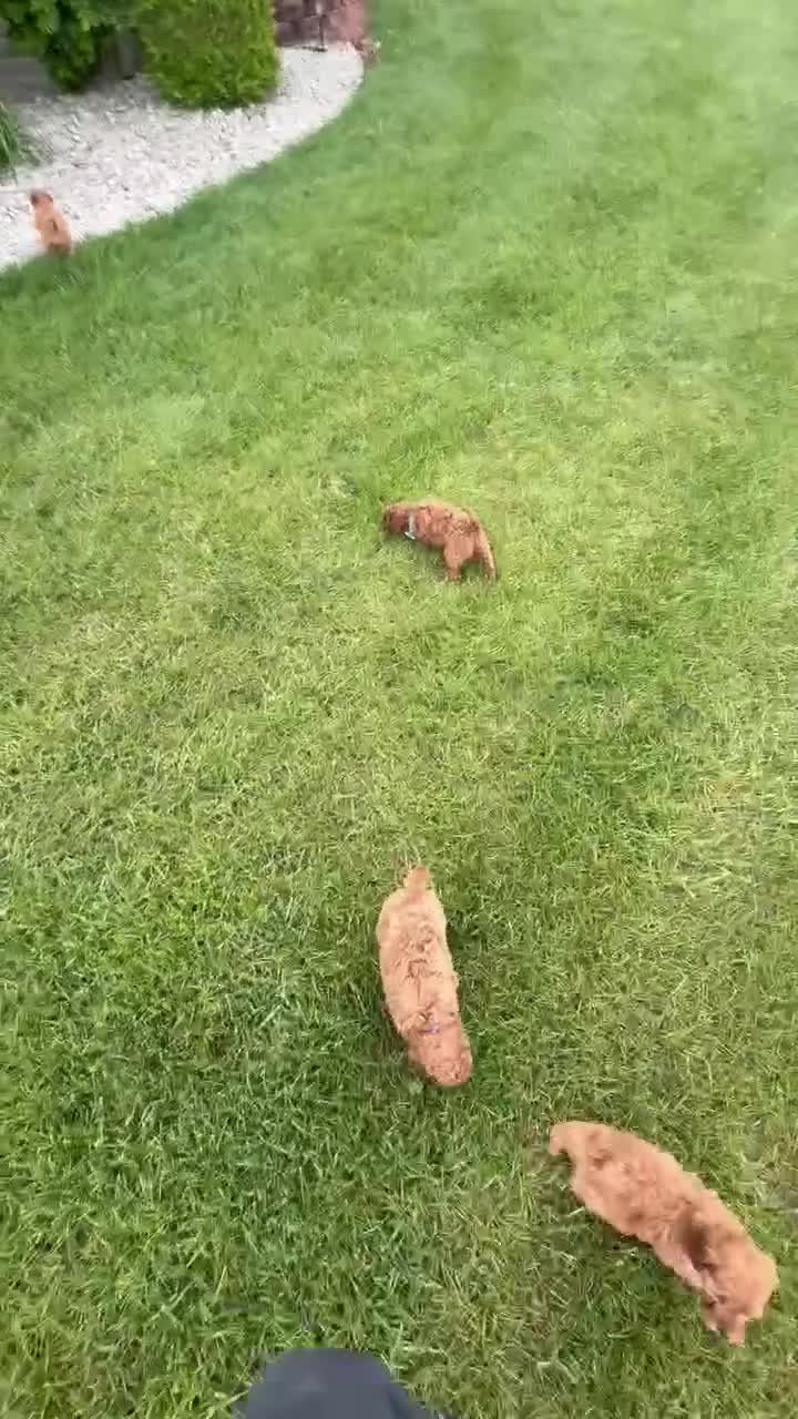Mini Goldendoodle dogs for sale: Mini Gigi - Video 1