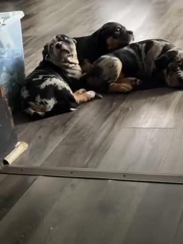 American Bully dogs for sale: Future - Video 5
