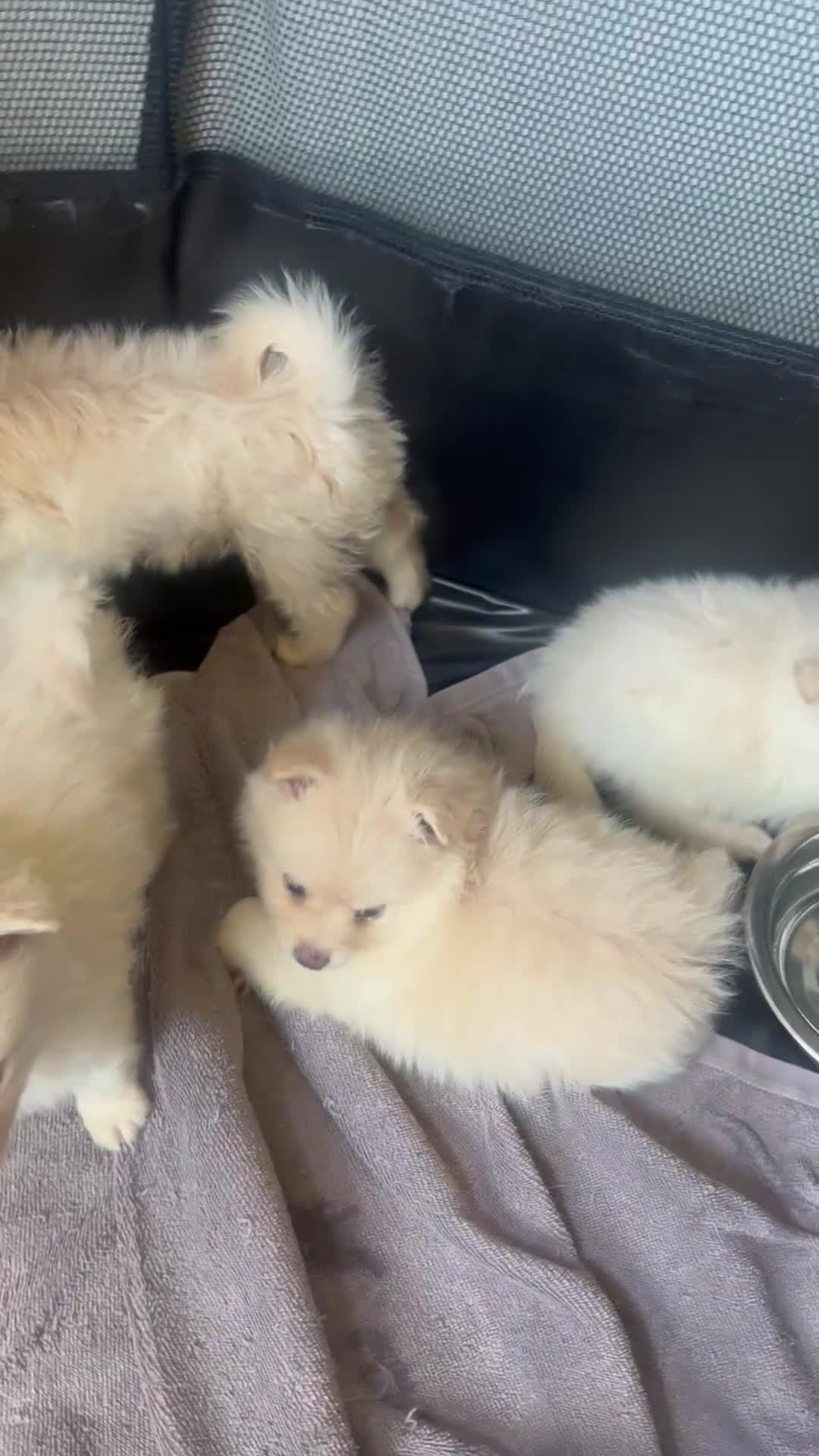 Pomeranian dogs for sale: Pomeranian Puppy 4 - Video 1