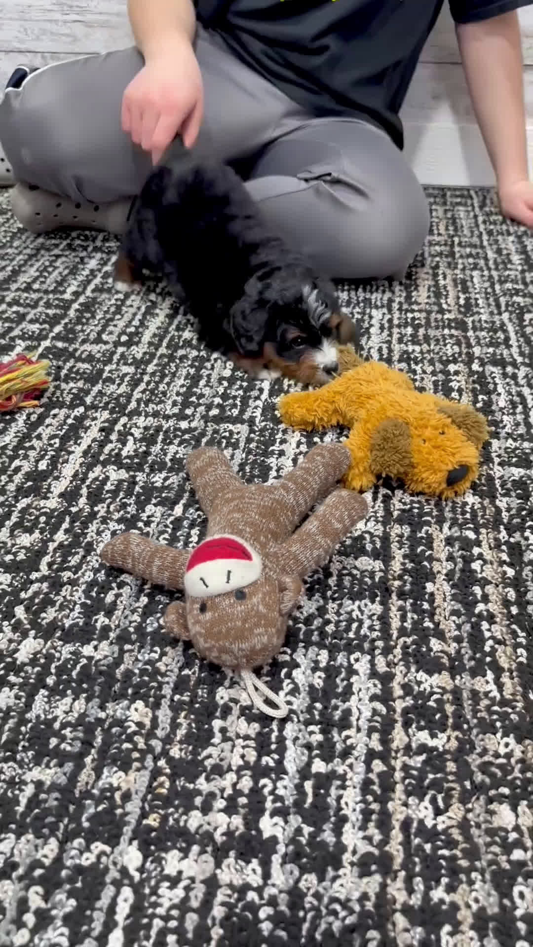 Mini Bernedoodle dogs for sale: 🐶 Bear - Video 1