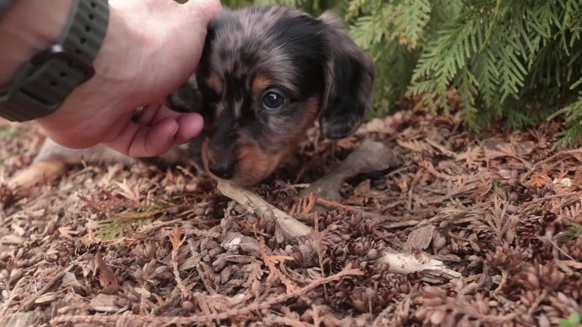 Miniature Dachshund dogs for sale: Pongo - Video 1