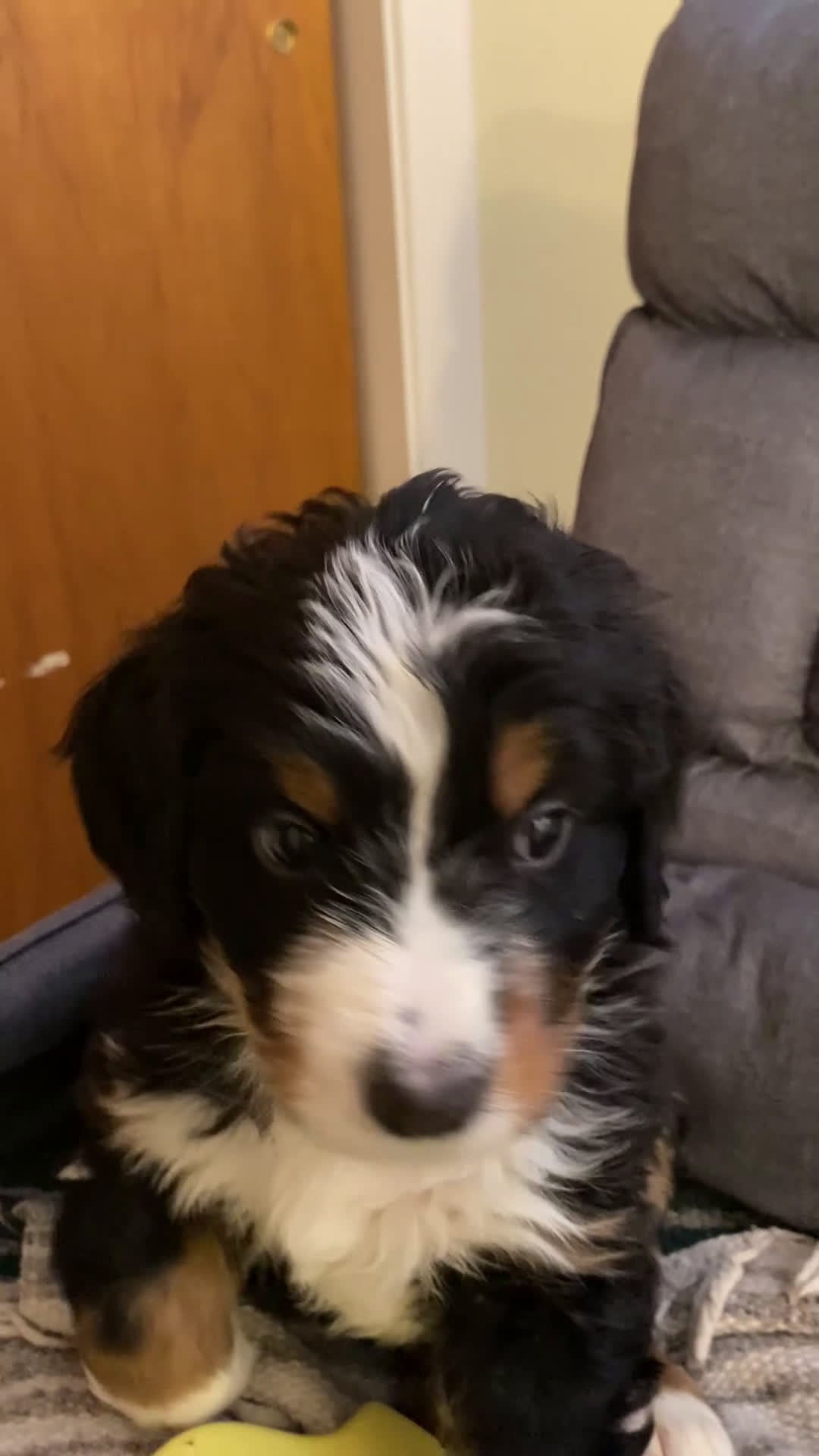 Bernedoodle dogs for sale: Bernedoodle Puppy 3 - Video 1
