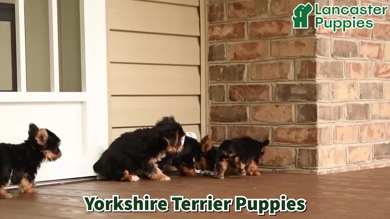 Yorkshire Terrier dogs for sale: Domino - Video 1
