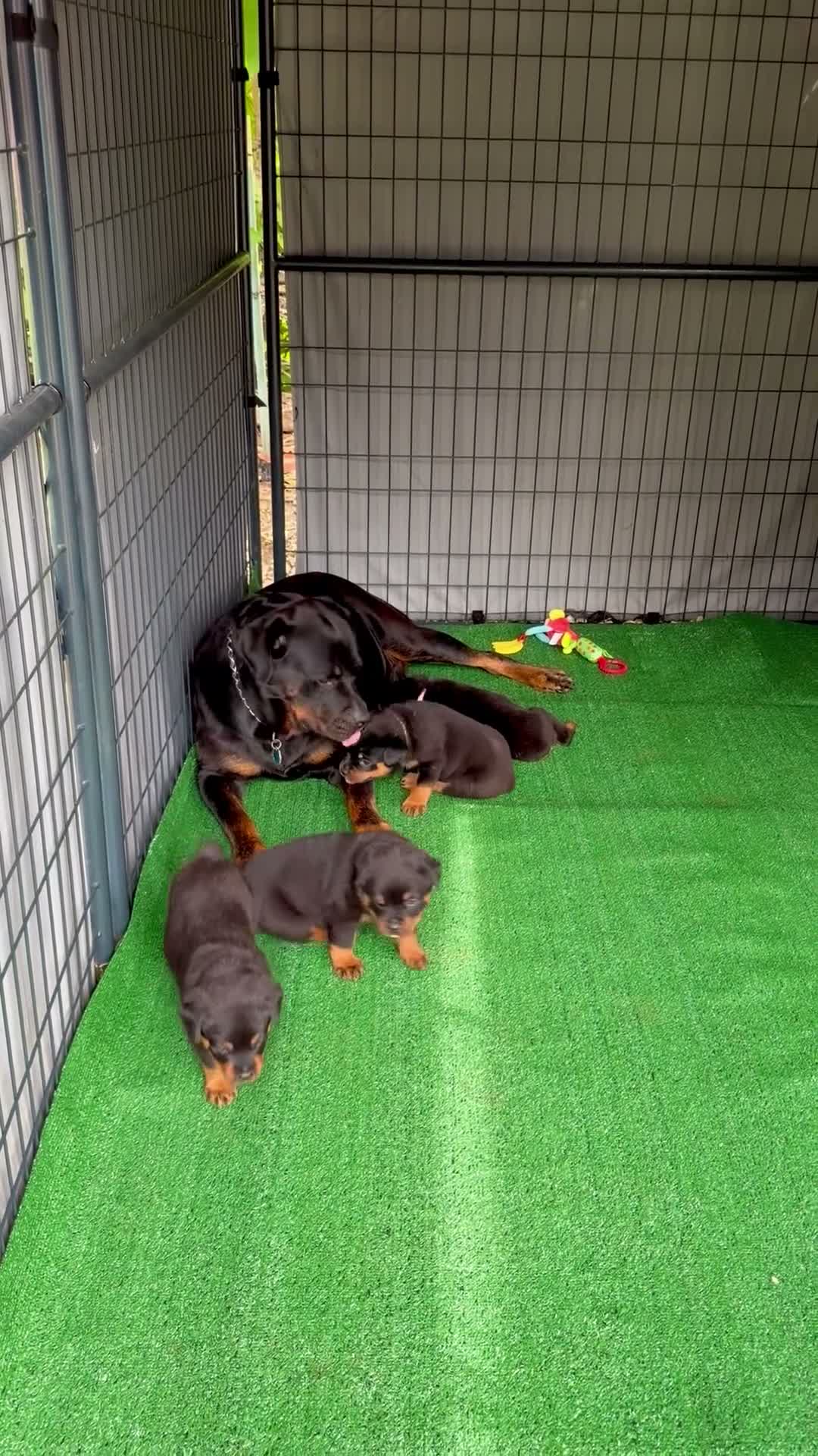 Rottweiler dogs for sale: Rottweiler 4 - Video 1