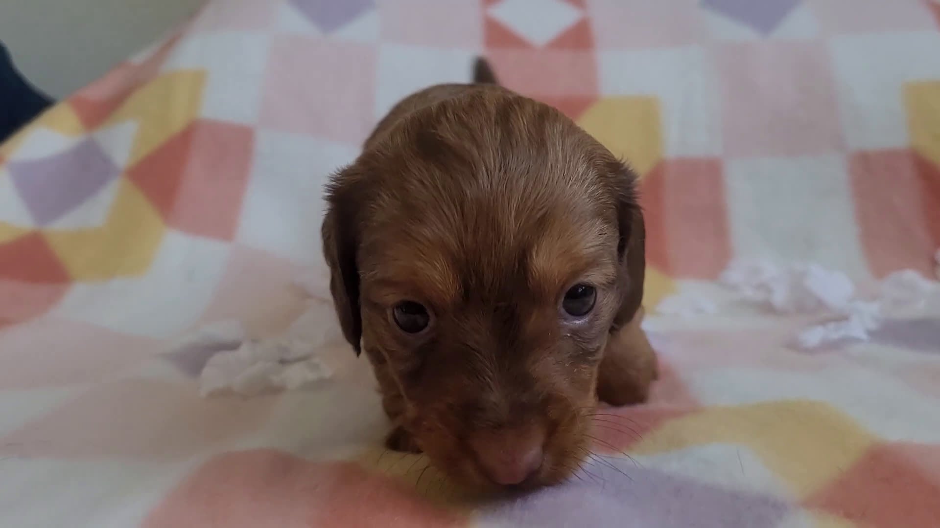 Miniature Dachshund dogs for sale: Rhiannon  - Video 1