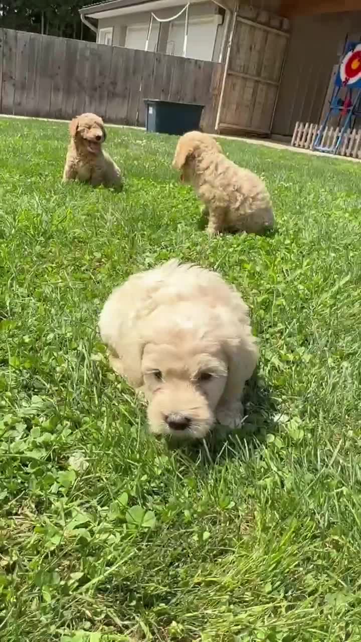Australian Labradoodle dogs for sale: CCB4 - Video 3