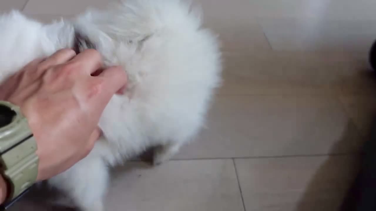 Pomeranian dogs for sale: High-White Parti - Video 1