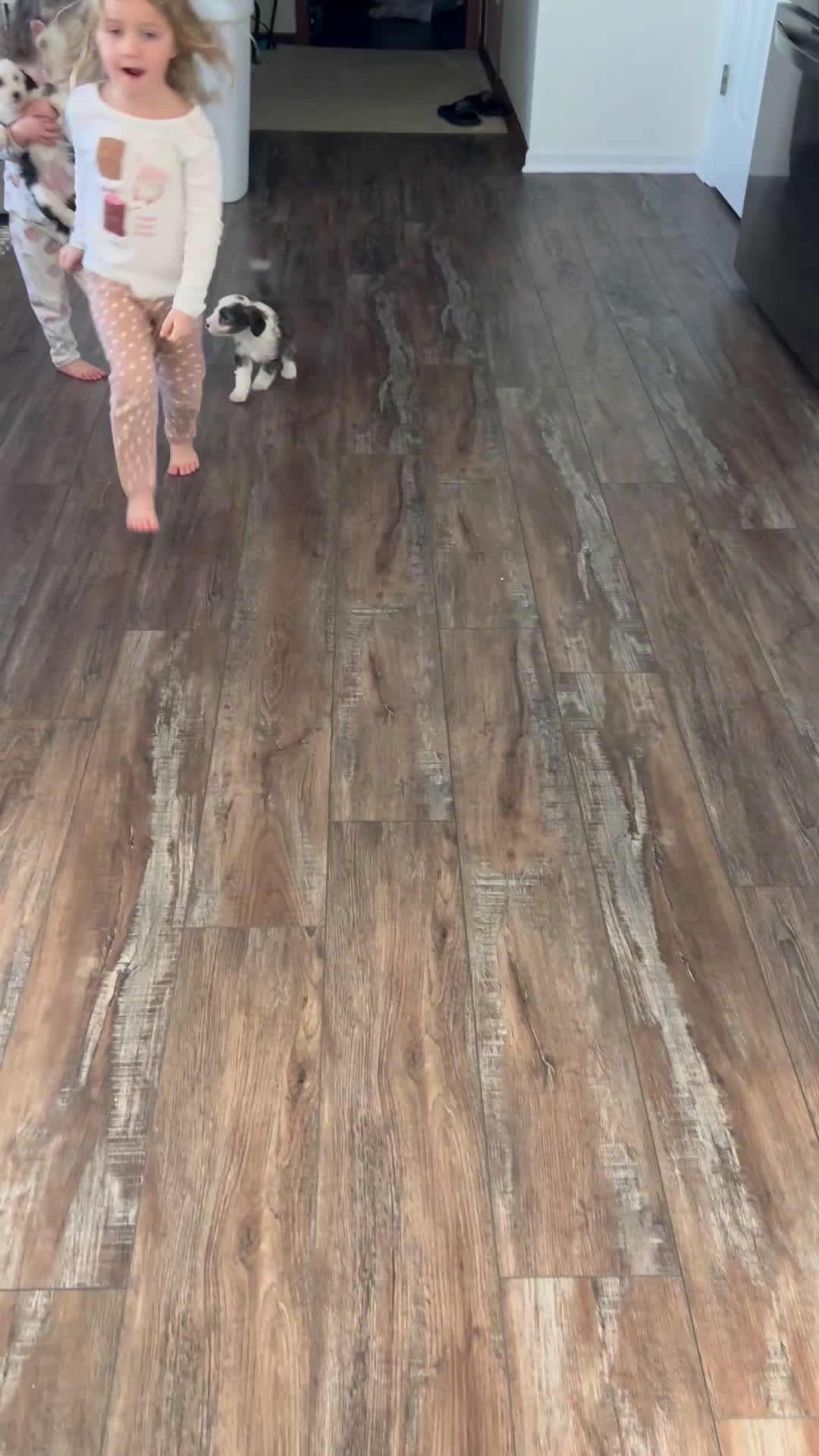 Mixed Breed dogs for sale: Scout - Video 3