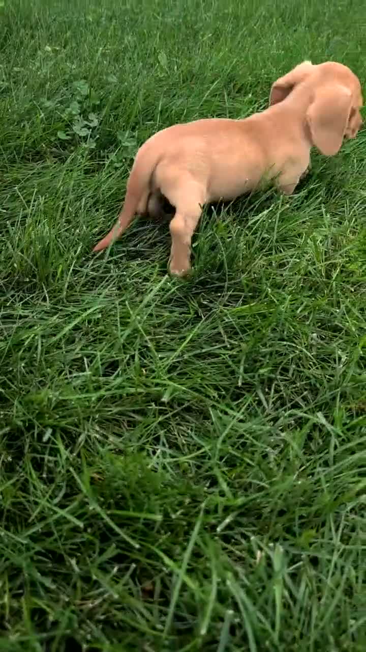 Miniature Dachshund dogs for sale: Hudson - Video 1