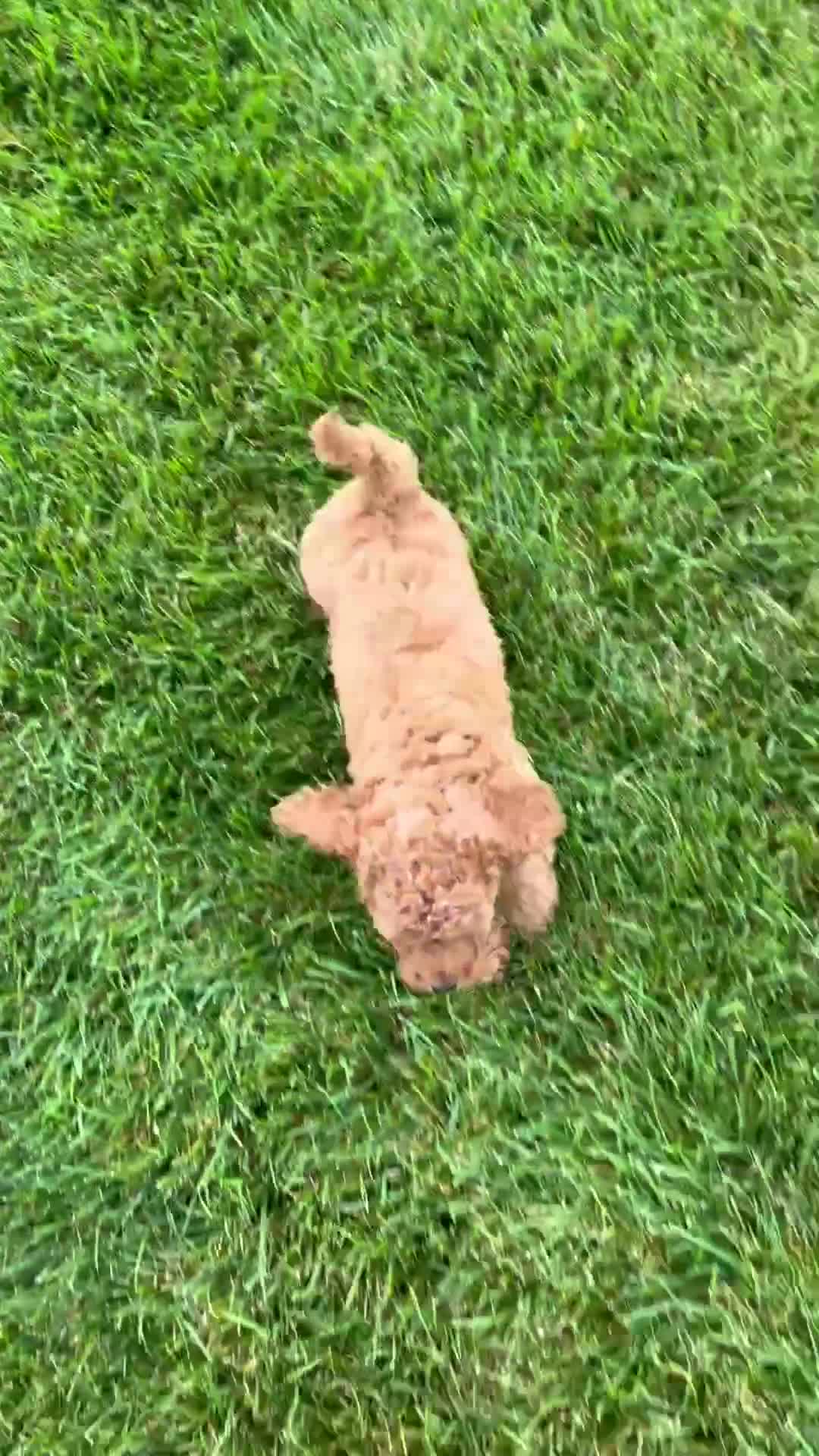 Miniature Labradoodle dogs for sale: Madison - Video 6