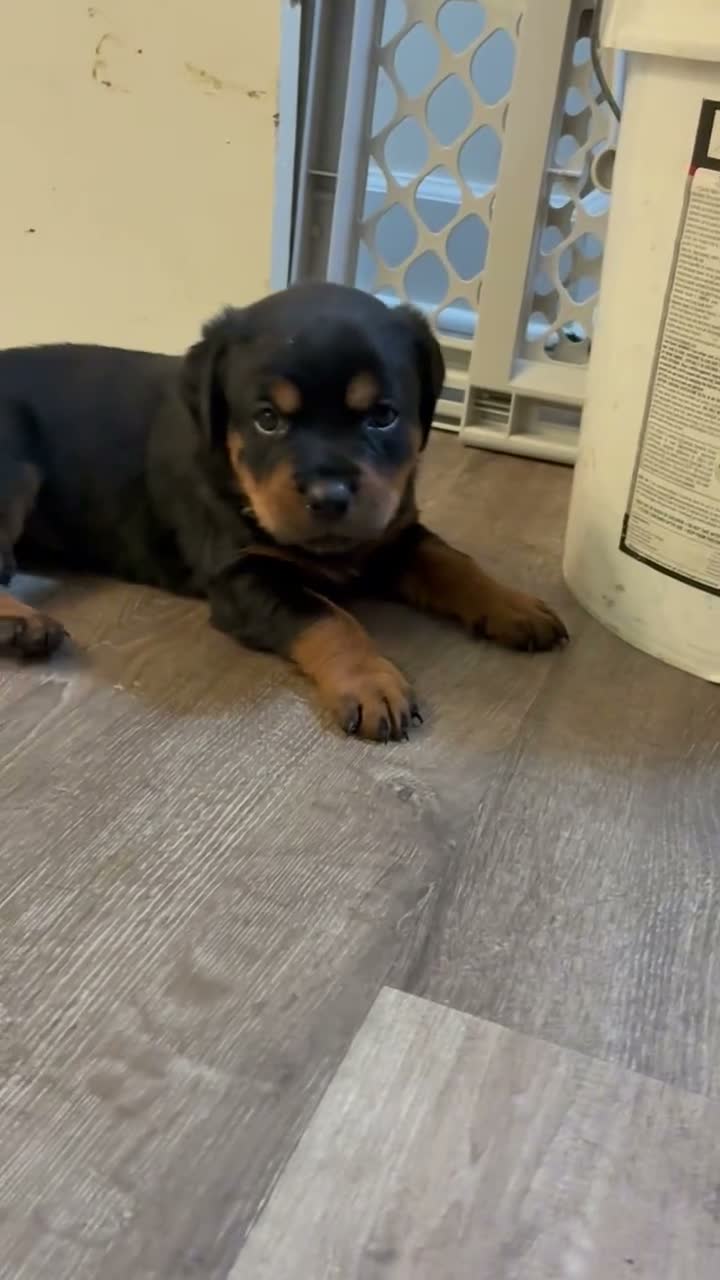 Rottweiler dogs for sale: Rottweiler 1 - Video 1