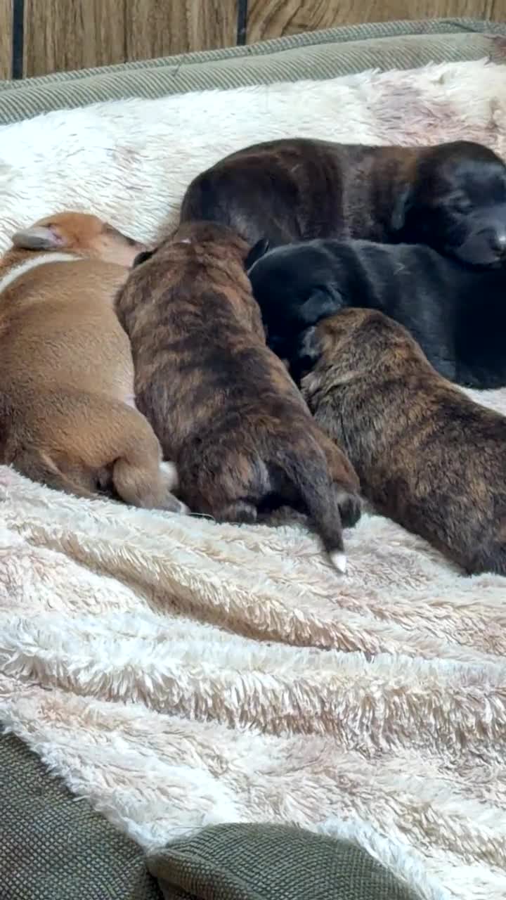 Mixed Breed dogs for sale: Beau  - Video 1