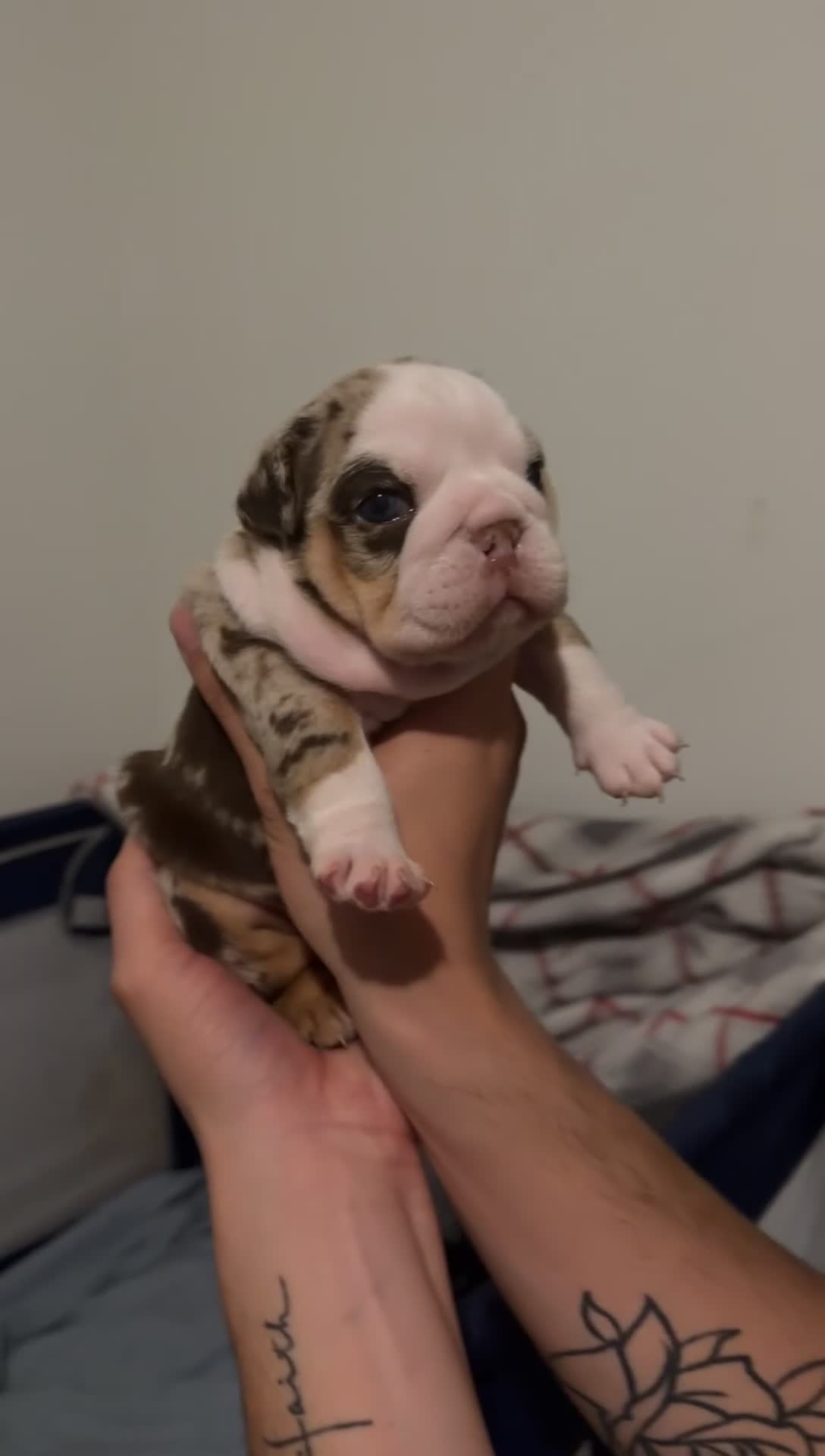 English Bulldog dogs for sale: Female Merle Chocolate Tri - Video 2
