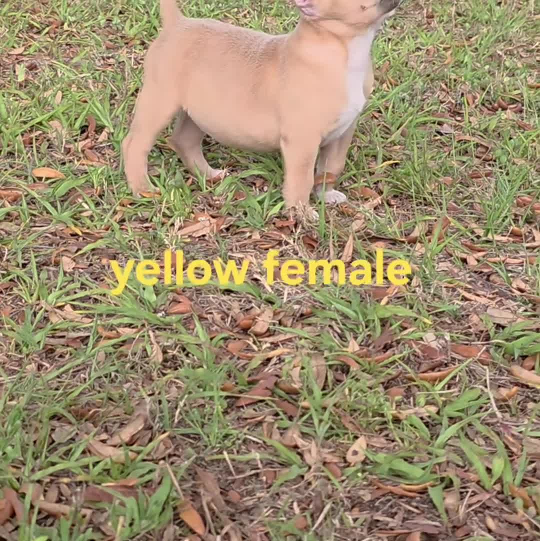 American Bully dogs for sale: American Bully Puppy 3 - Video 1