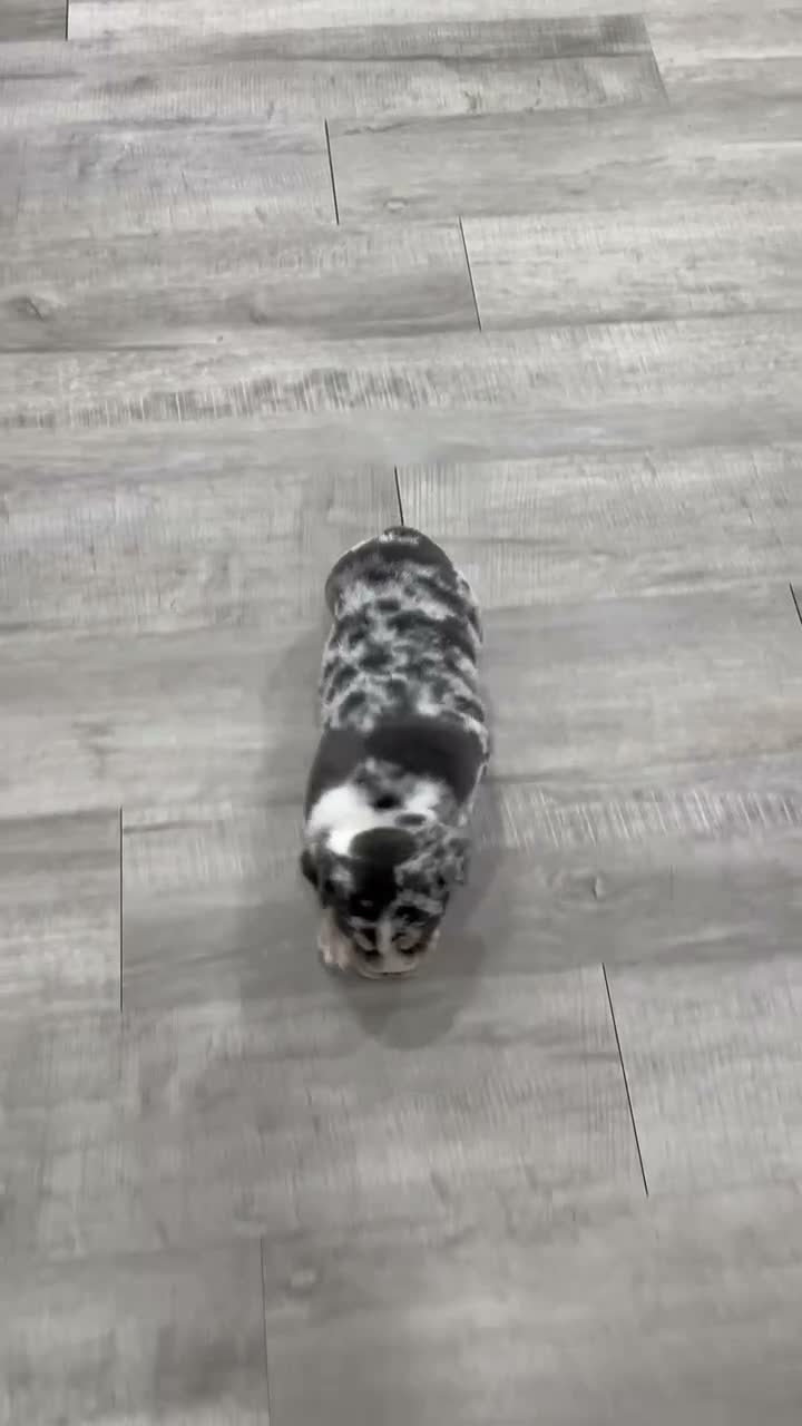 English Bulldog dogs for sale: Dorothy - Video 1