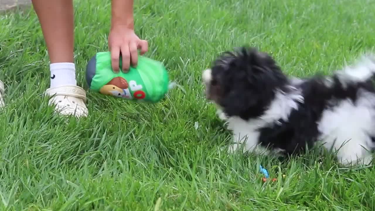 Havapoo dogs for sale: Joey - Video 1
