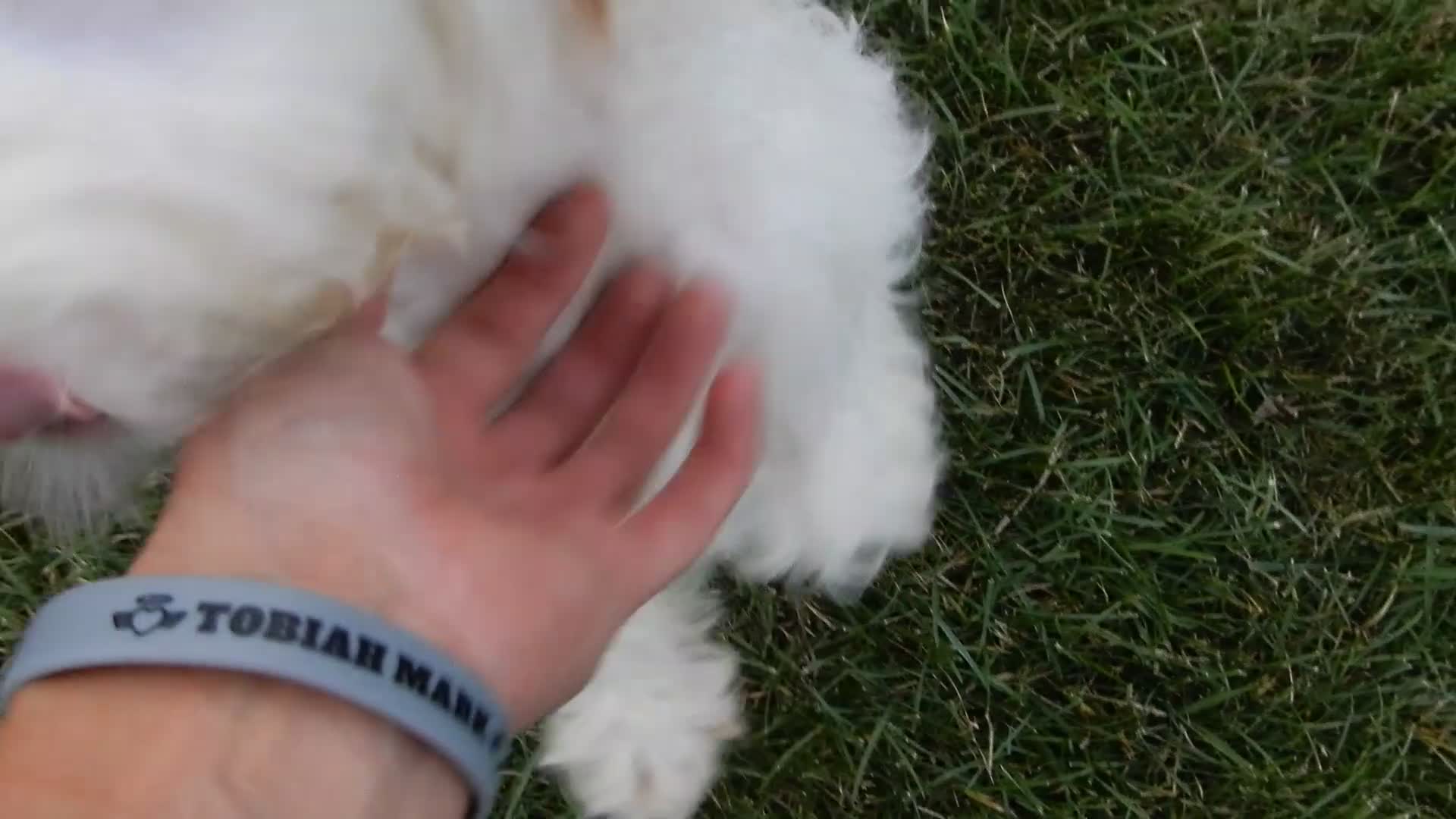 Cockapoo dogs for sale: Maci - Video 1