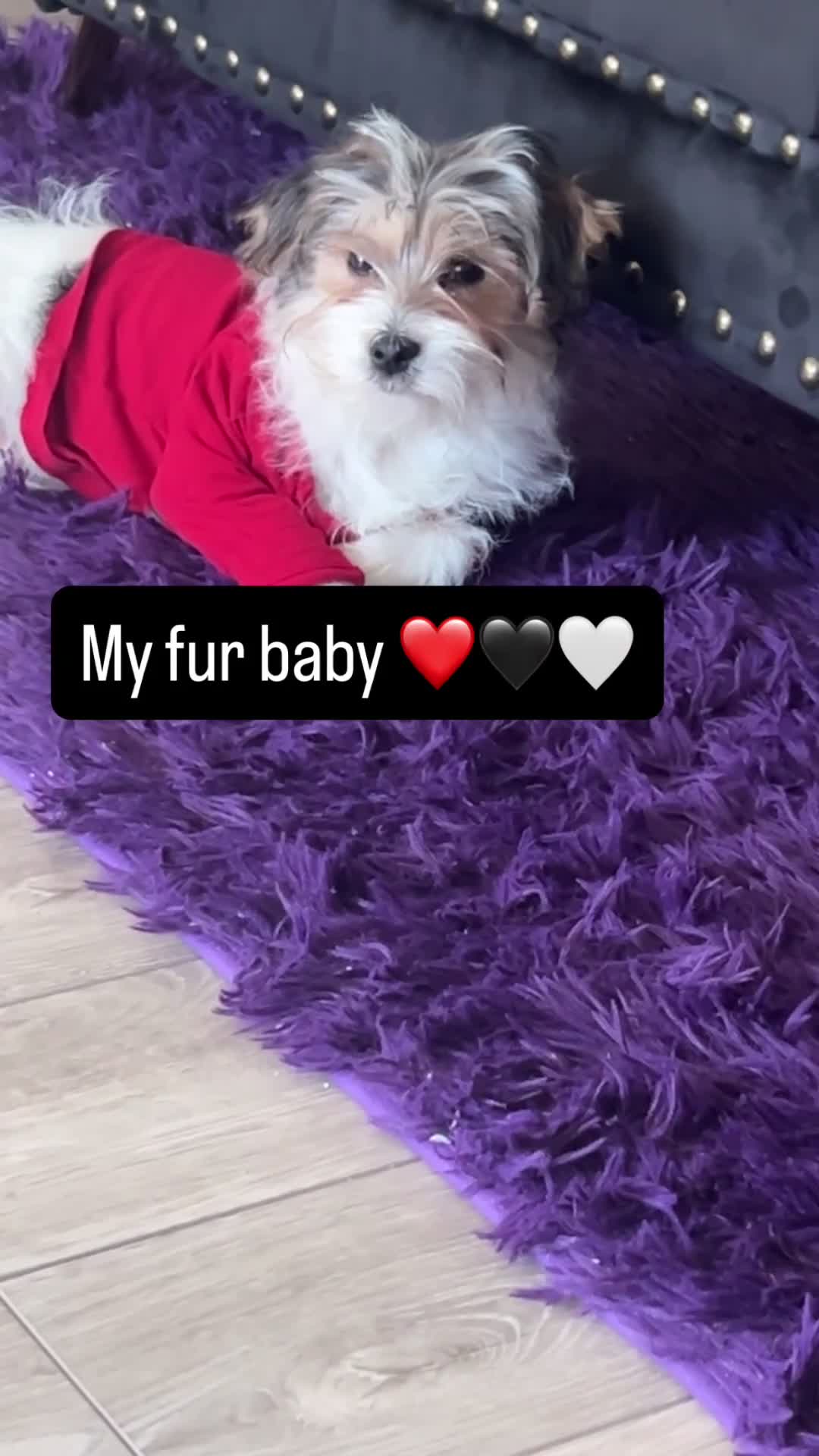 Morkie dogs for sale: Morkie Puppy 1 - Video 1