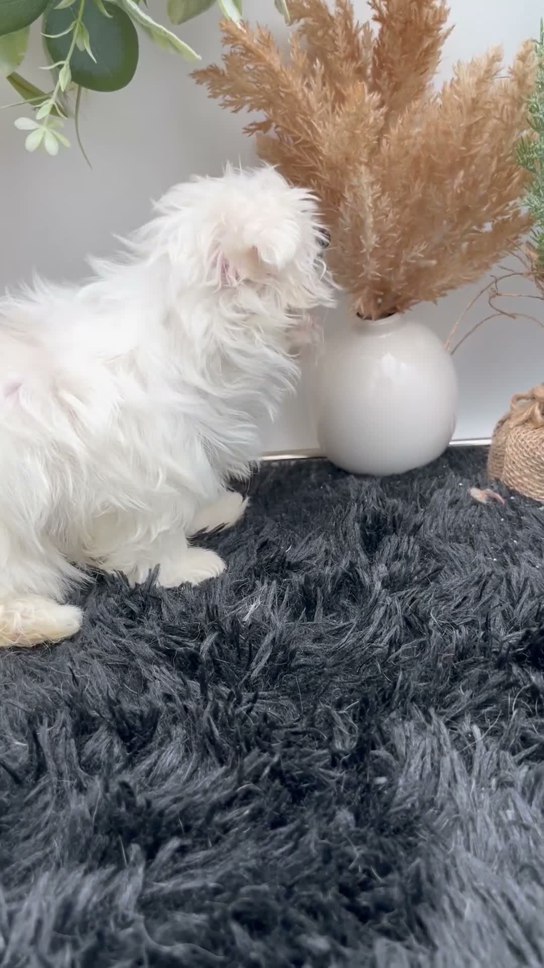 Maltese dogs for sale: AKC Missy the Korean Maltese $3000 - Video 1
