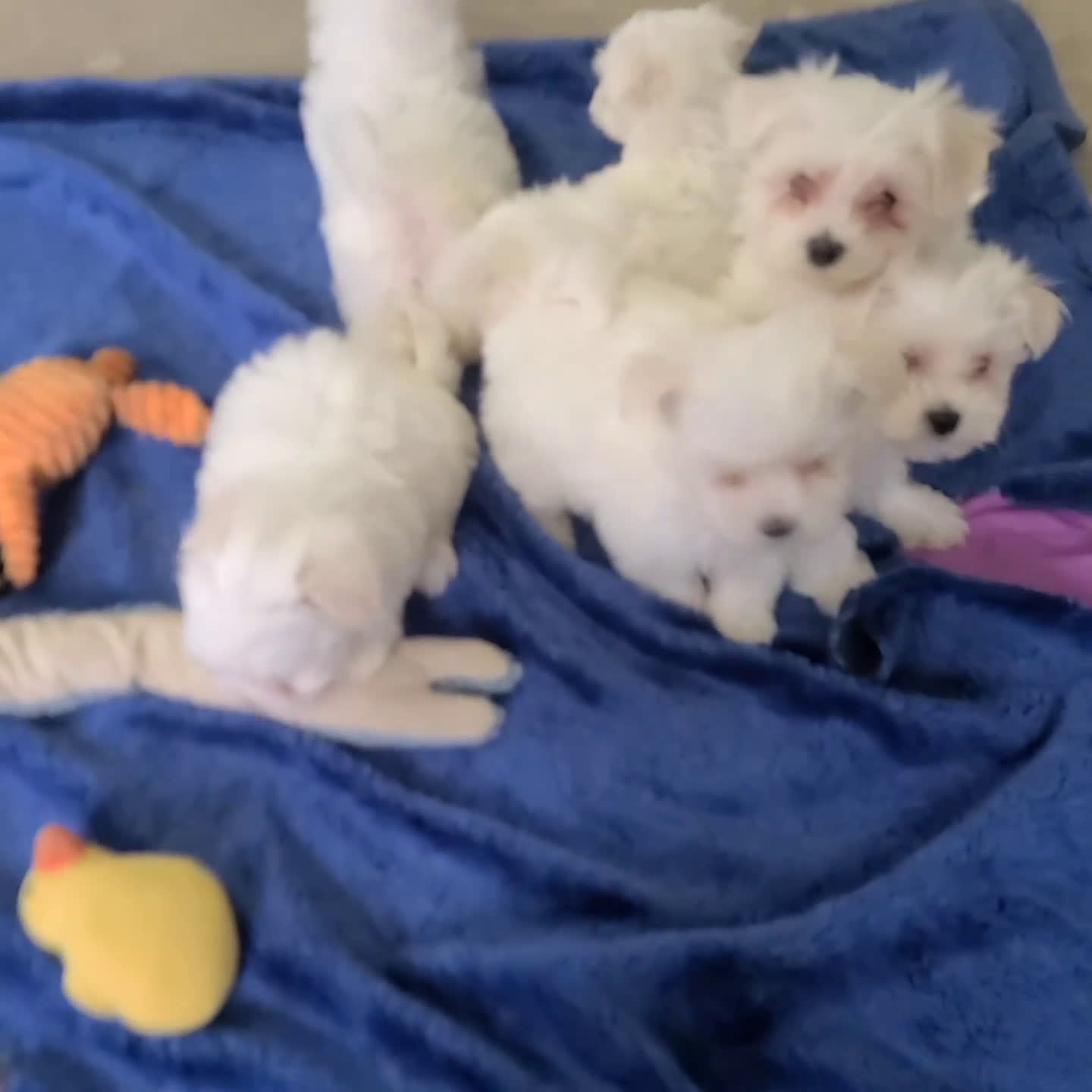 Maltese dogs for sale: Melody - Video 1
