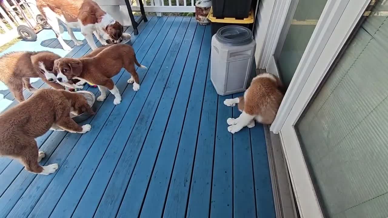 Mixed Breed dogs for sale: Moose - Video 8