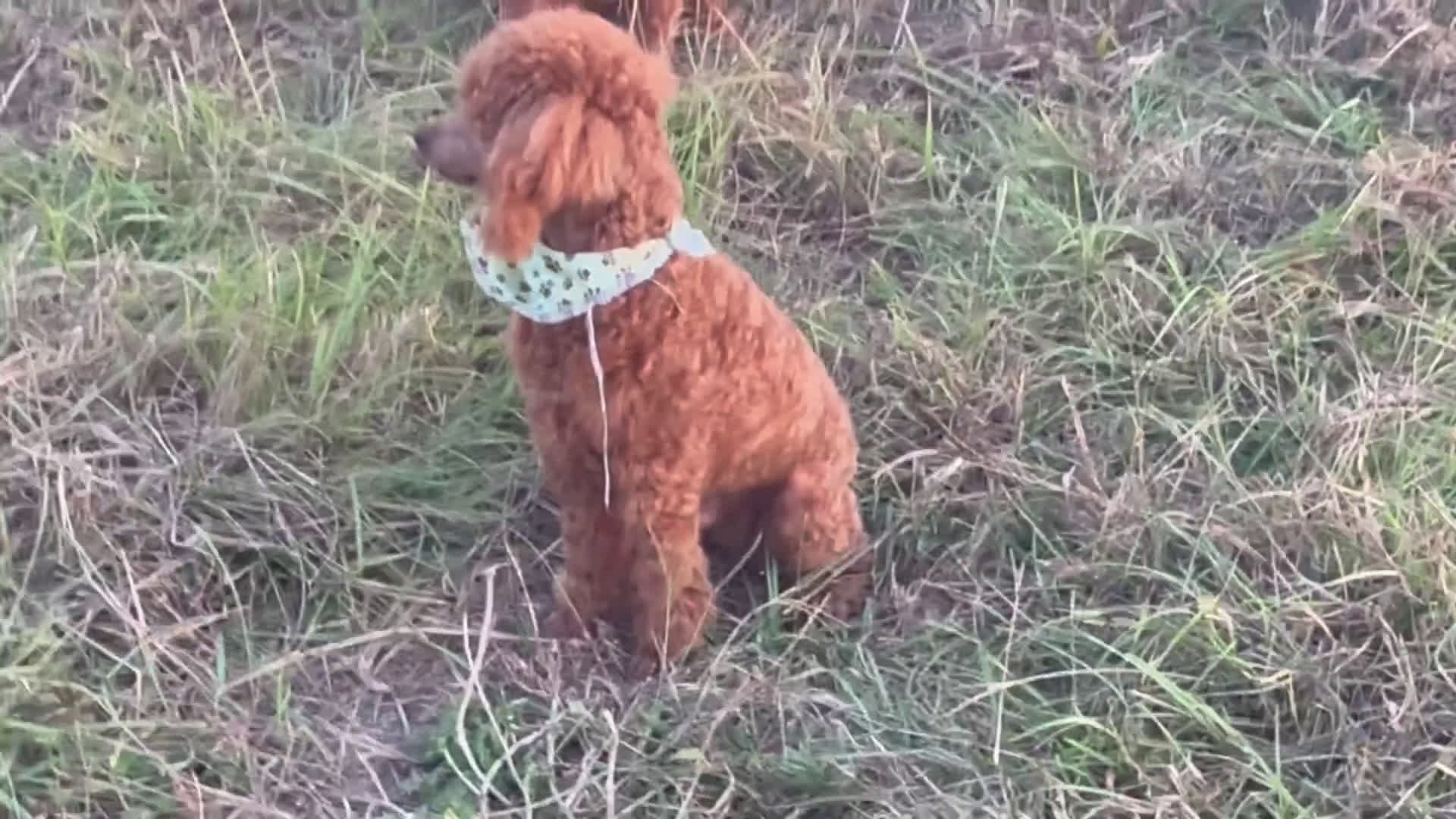 Maltipoo dogs for sale: Maltipoo Puppy 2 - Video 1