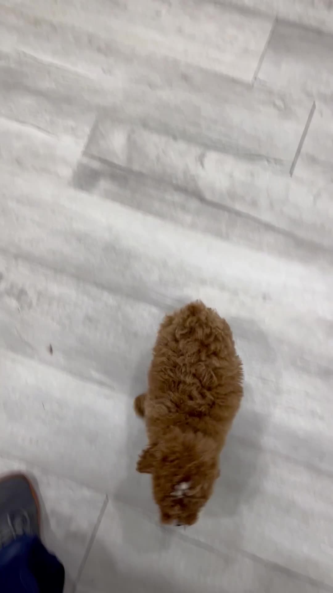 Miniature Poodle dogs for sale: Archie - Video 1