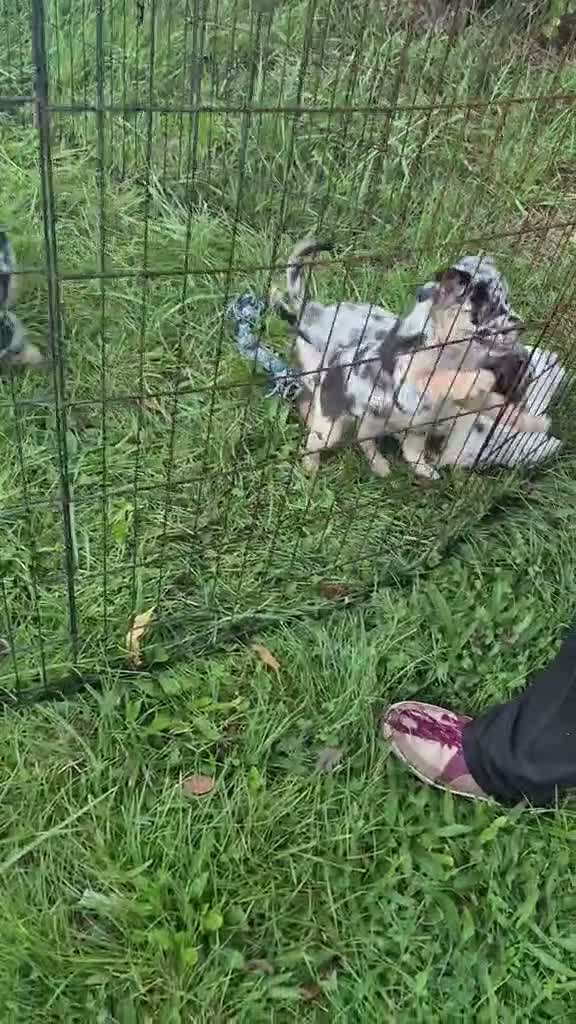 Mixed Breed dogs for sale: Rain - Video 1
